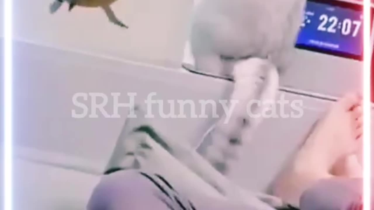 🐱 Funny cat videos - cute cats - Try not to laugh - Cat videos Compilation #shorts 🐈_9
