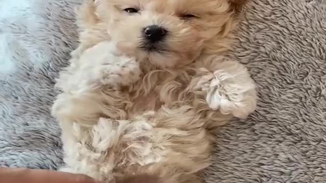 Mini Pomeranian 🔴 Funny and Cute Pomeranian Videos | Funny Puppy Videos 2020