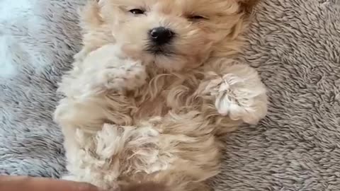 Mini Pomeranian 🔴 Funny and Cute Pomeranian Videos | Funny Puppy Videos 2020