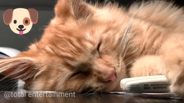 Very cute Cat sleeping