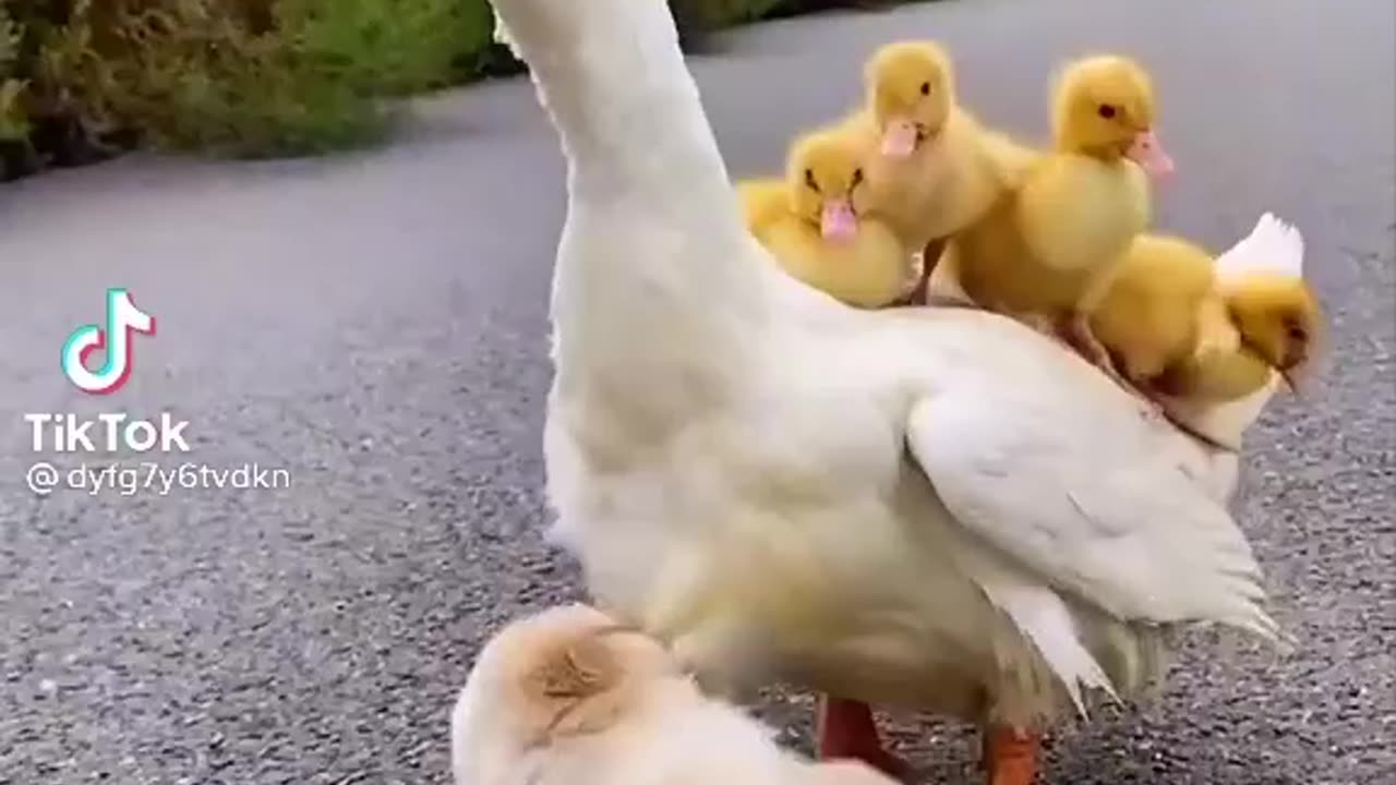 Duck video good video