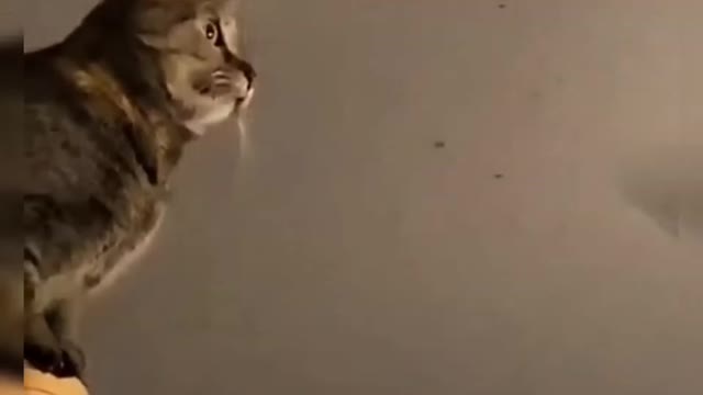 Cats Doing Funny Things Cute And Adorable Pets