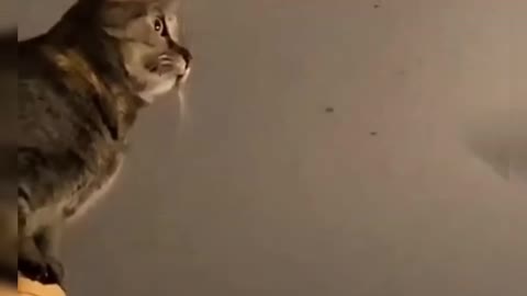 Cats Doing Funny Things Cute And Adorable Pets