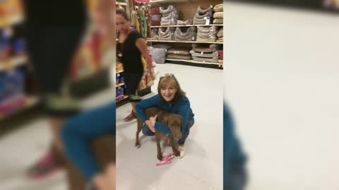 Dog Love Lessons