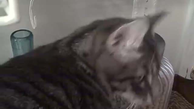 Indy the Smart Cat Learns How to Unscrew the Food Jar and Helps Himself