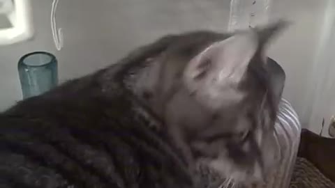 Indy the Smart Cat Learns How to Unscrew the Food Jar and Helps Himself