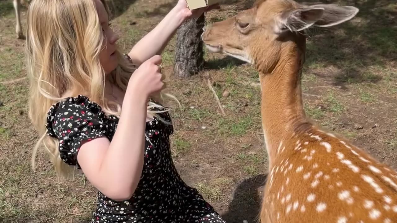 Deer Spits in Woman's Face