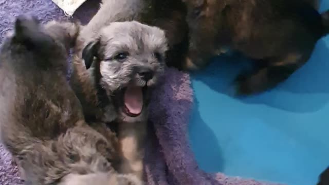 Schnautzu puppies