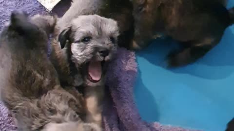 Schnautzu puppies