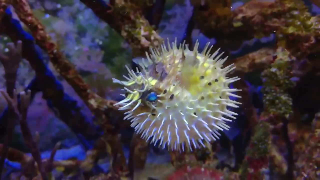 Hedgehog fish