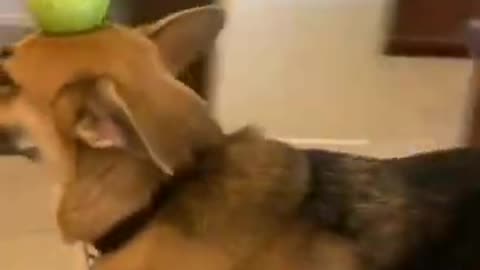 Funny video 😂🤣