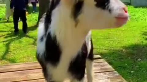 animal house