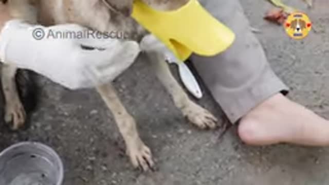 Removing 10000+ Ticks From Poor Bone and Skin Dogs Rescue Dog Ticks