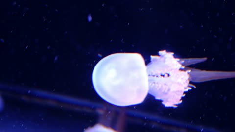 tiny jellyfish