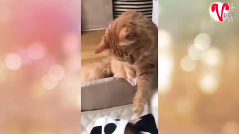 Cat Is Doing Cat Walk | Cute Cat Compilation 😂😽🐽