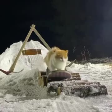 No brakes. Harlisa2000 cats?