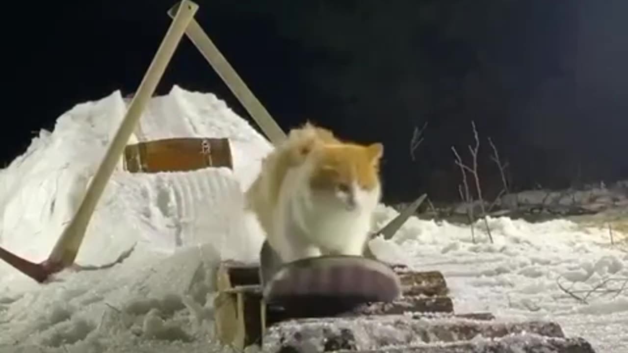No brakes. Harlisa2000 cats?