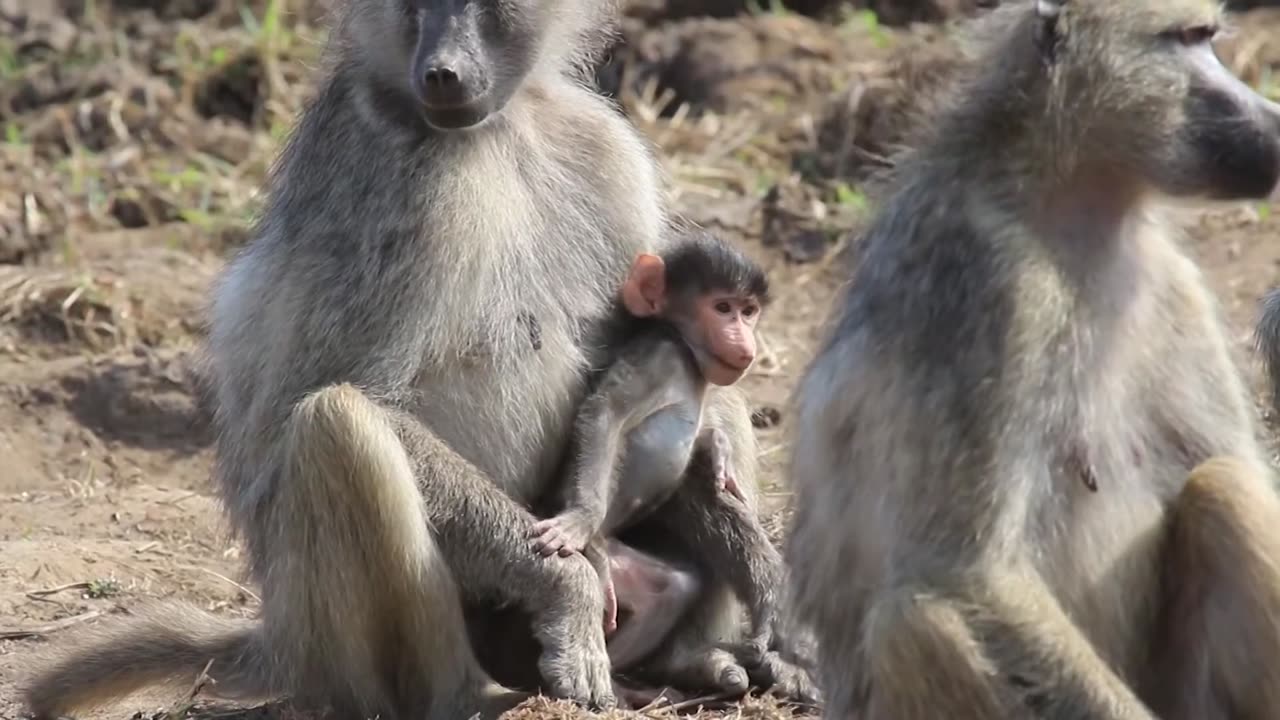 Baby Baboon