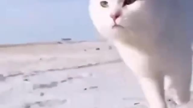 cute cat is love