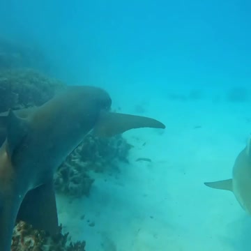 Fish Swimming In The Sae #Fish_Swimming_In_The_Sea#animals_Nuture #tortoise #Recpect