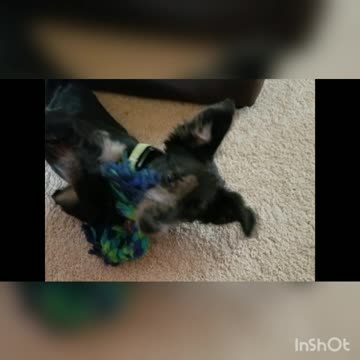 Daisy the DogGrowing Up