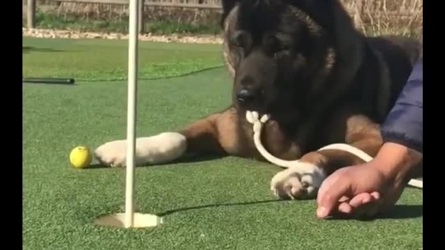 Large brown dog pushing golf ball in hole