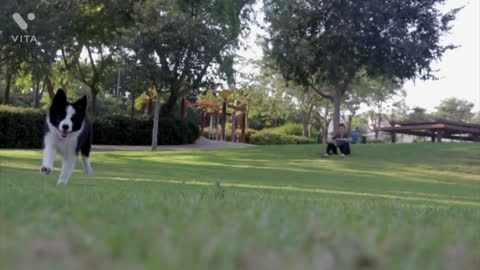 Puppy playing in park