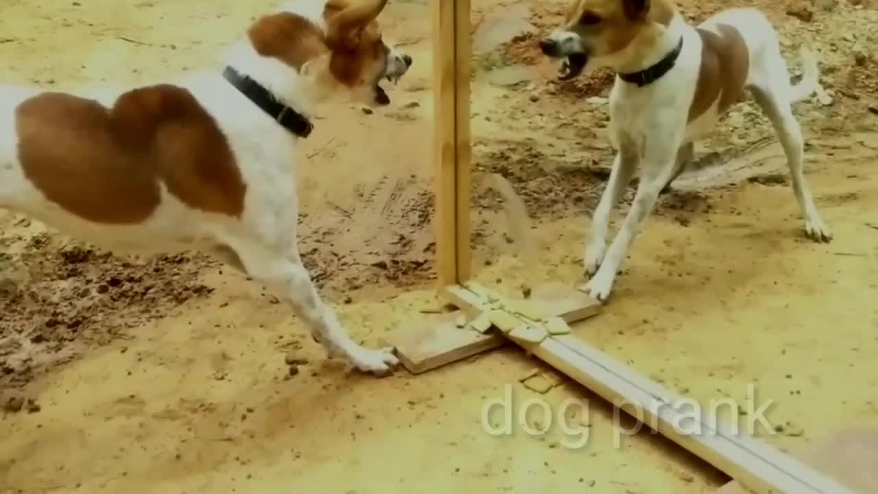 Prank mirror dogs 🤣🤣