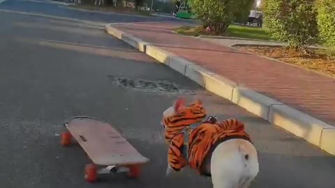 SkateDog