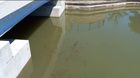 Cemetery Pond Fish