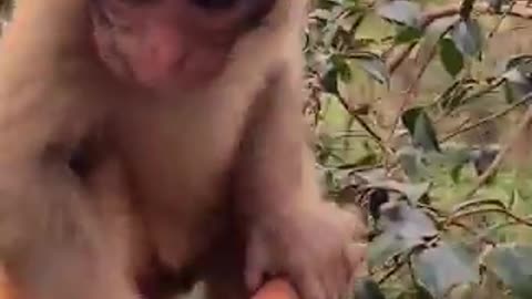 Lovely and Funny Monkey