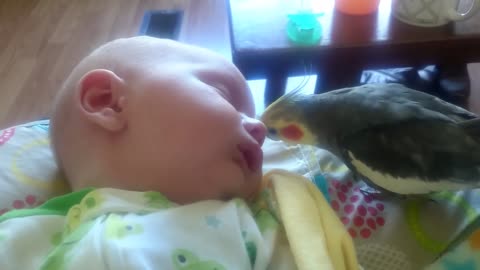 Cockatiels gives kiss and sing to a sleeping baby