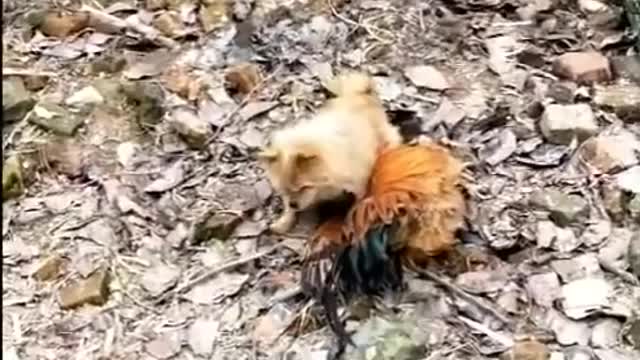 Chicken Beats Up Dog