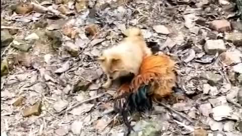 Chicken Beats Up Dog