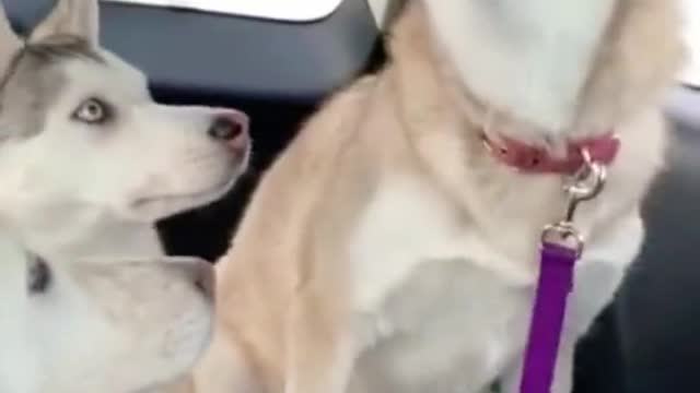 The other one is like it`s ok bro ur good broππ