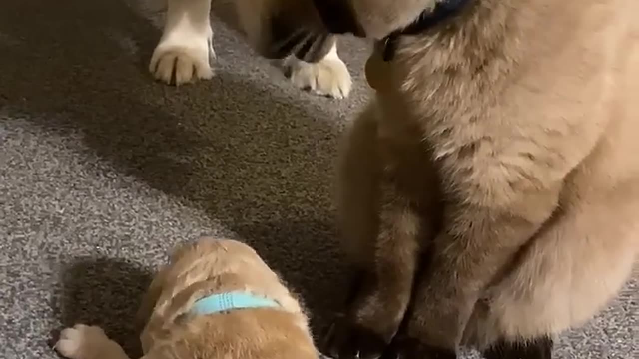 Cat comforts crying puppy while mom takes a break