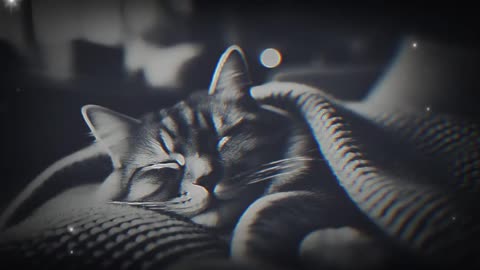 4 Hours of Relaxing Cat Purrs, Purring, Sleep and Relaxation