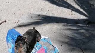 My brave dog goes for a swim. Manuel Antonio beach. Costa Rica