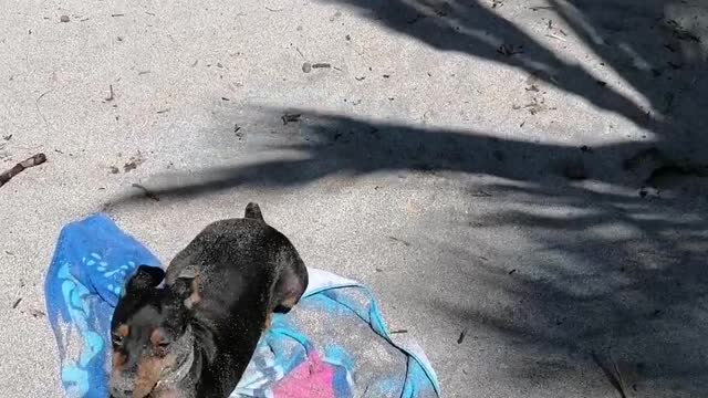 My brave dog goes for a swim. Manuel Antonio beach. Costa Rica
