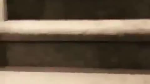 Funny dogs