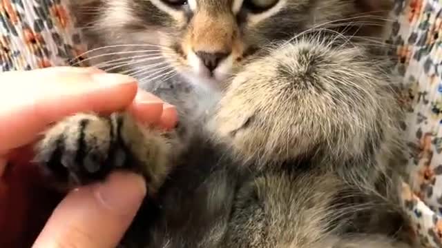 Cute Brown Cat 🐱#cute #shorts #cat #animals