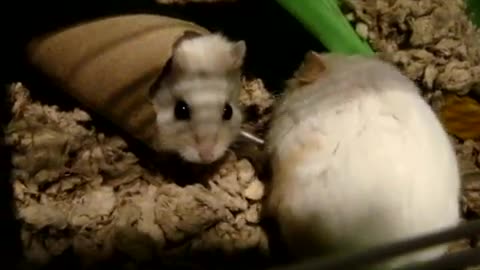 Hamster have a very interested fight