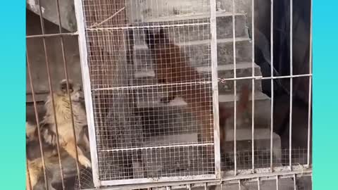 Cute and funny Dog 111