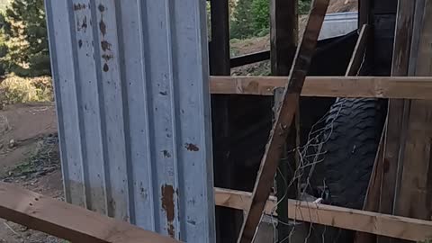 More barn siding