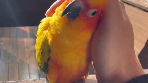 Birdie likes affection