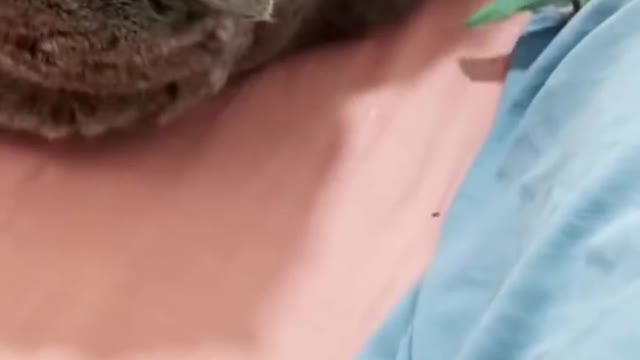 cats and dogs funny videos