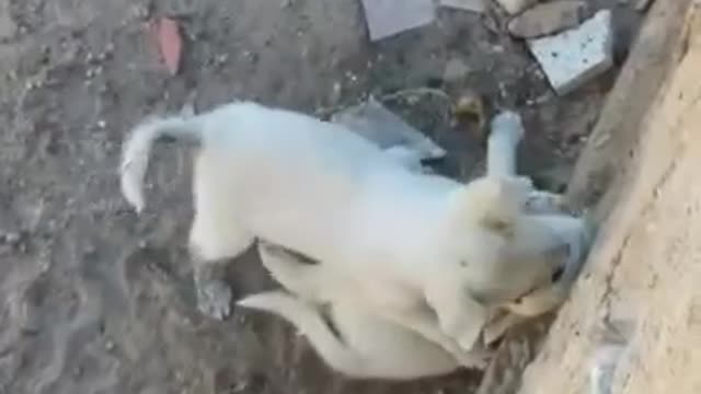 Big fight between two cute Puppies