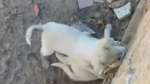 Big fight between two cute Puppies