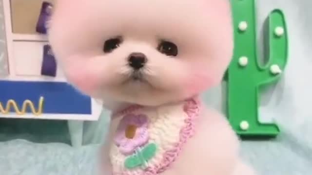 Funny video Clips | Dog Funny Clips #shorts #viral #funny #trending #usa #Dog #dogs #us #uae