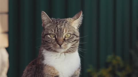 Curious gray cat